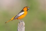 Bullock's Oriole