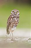 Burrowing Owl