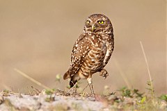 Burrowing Owl