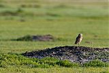 Burrowing Owlborder=