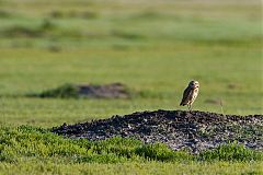 Burrowing Owl