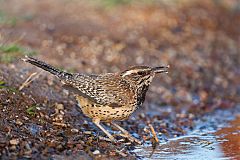 Cactus Wren