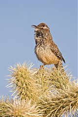 Cactus Wren