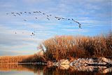 Canada Goose