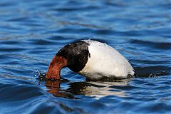 Canvasback