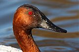 Canvasback