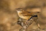 Carolina Wren