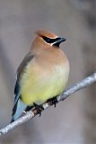 Cedar Waxwingborder=