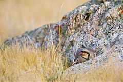 Chukar