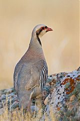 Chukar