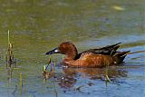 Cinnamon Teal