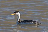 Clark's Grebe