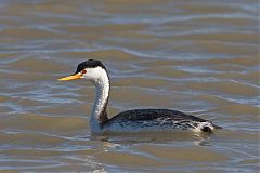 Clark's Grebe