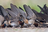 Cliff Swallow