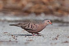 Common Ground Dove