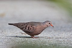 Common Ground Dove