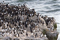 Common Murre