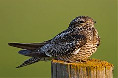 Common Nighthawk