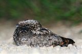 Common Poorwill