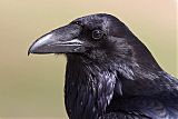 Common Raven