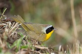 Common Yellowthroatborder=