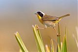 Common Yellowthroat