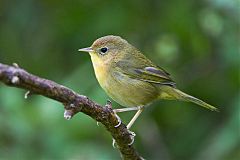 Common Yellowthroat