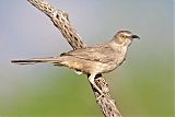 Curve-billed Thrasher