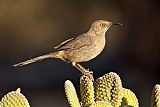 Curve-billed Thrasherborder=