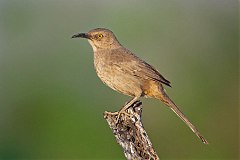 Curve-billed Thrasher