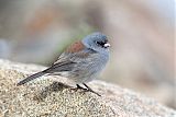 Dark-eyed Juncoborder=