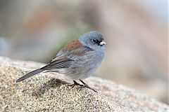 Dark-eyed Junco