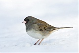 Dark-eyed Junco