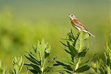 Dickcissel