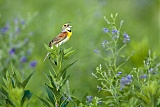 Dickcisselborder=