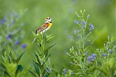 Dickcissel