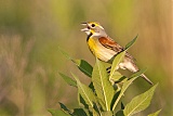 Dickcisselborder=