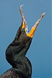 Double-crested Cormorantborder=