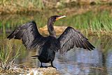 Double-crested Cormorantborder=