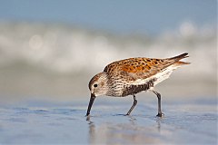 Dunlin