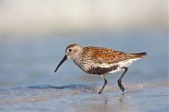 Dunlin