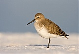 Dunlin