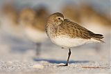 Dunlin