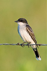 Eastern Kingbird