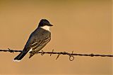 Eastern Kingbird