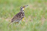 Eastern Meadowlarkborder=