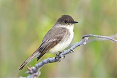 Eastern Phoebe