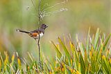 Eastern Towheeborder=