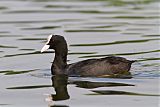 Eurasian Cootborder=