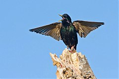 European Starling